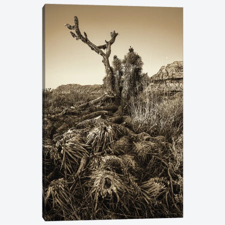 Vintage Old Joshua Tree Roots Canvas Print #SMZ172} by Susan Richey Canvas Wall Art
