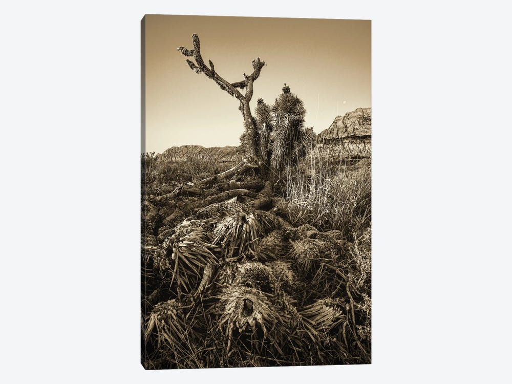 Vintage Old Joshua Tree Roots by Susan Richey 1-piece Art Print
