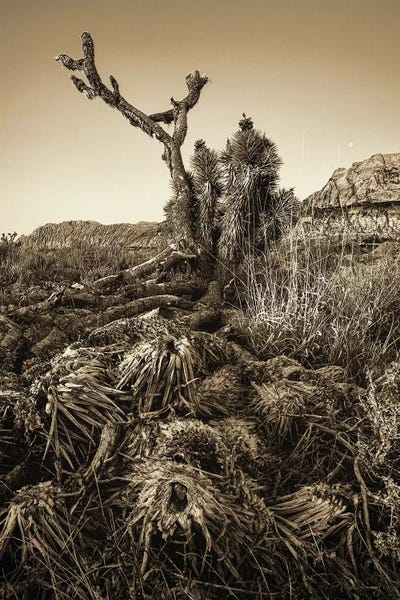 Joshua Tree National Park: Vintage Old Joshua Tree Roots by Susan Richey