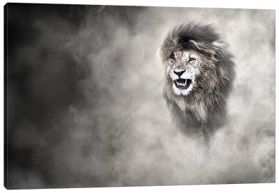 Vulnerable African Lion In The Dust Canvas Art Print - Susan Richey
