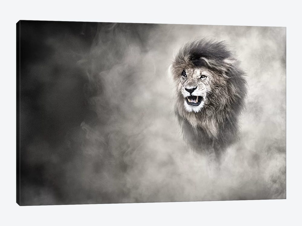 Vulnerable African Lion In The Dust by Susan Richey 1-piece Art Print