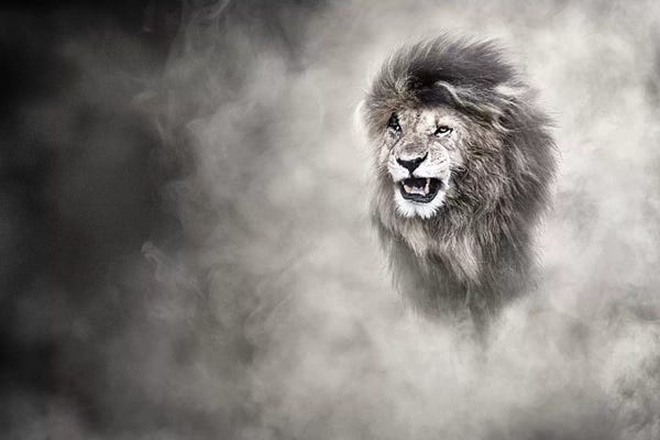 Susan Richey: Vulnerable African Lion In The Dust by Susan Richey