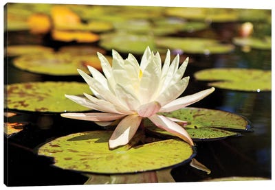 White Water Lily Canvas Art Print