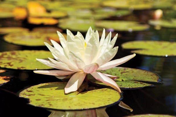 Water Lilies: White Water Lily by Susan Richey