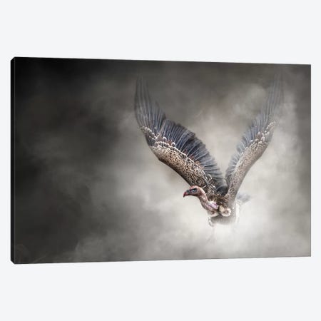 White-Backed Vulture In The Dust Canvas Print #SMZ177} by Susan Richey Art Print