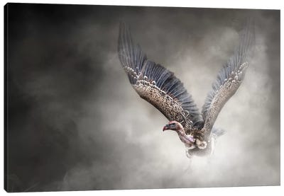 White-Backed Vulture In The Dust Canvas Art Print - Vultures