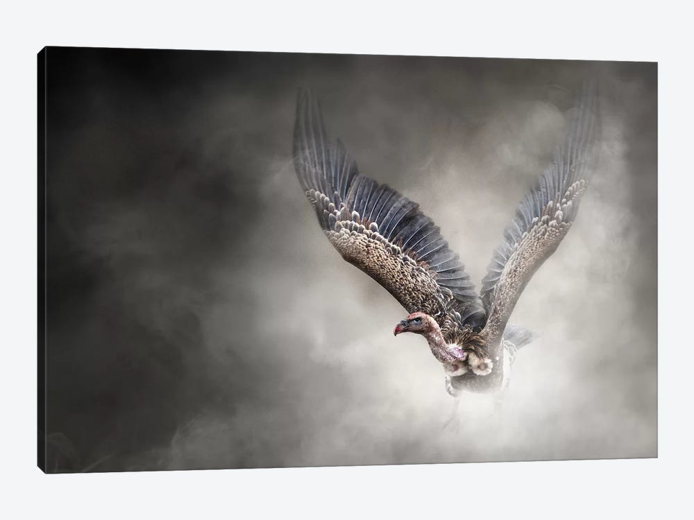 White-Backed Vulture In The Dust by Susan Richey 1-piece Canvas Wall Art