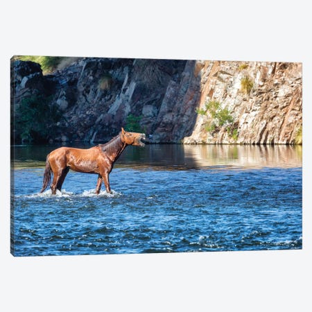 Wild Horse Neighing While In River Canvas Print #SMZ178} by Susan Richey Canvas Art