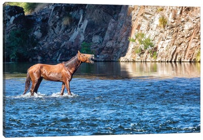 Wild Horse Neighing While In River Canvas Art Print - Susan Richey