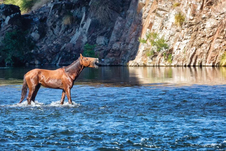 Wild Horse Neighing While In River