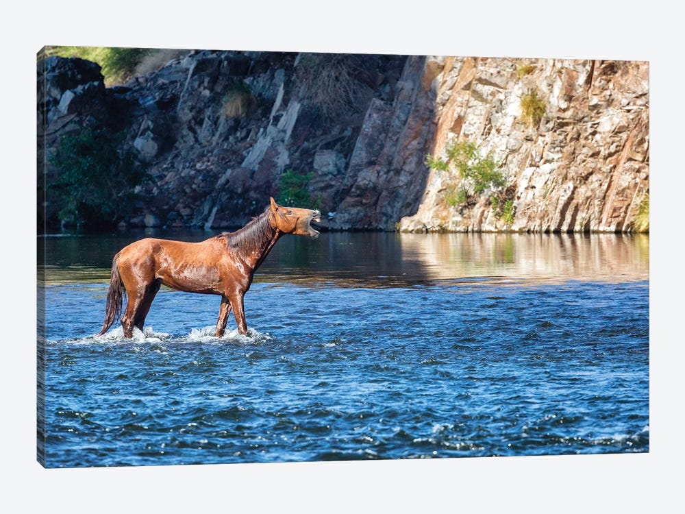 Wild Horse Neighing While In River by Susan Richey 1-piece Canvas Print