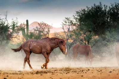 Wild Horse Running In Arizona Desert by Susan Richey art print