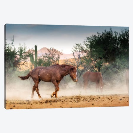 Wild Horse Running In Arizona Desert Canvas Print #SMZ179} by Susan Richey Canvas Wall Art