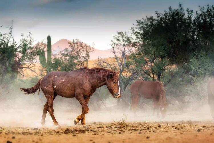 Wild Horse Running In Arizona Desert