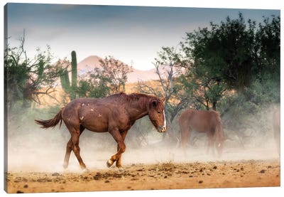 Wild Horse Running In Arizona Desert Canvas Art Print - Arizona Art