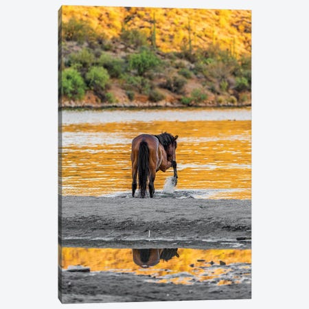 Arizona Wild Horse Playing In Water Canvas Print #SMZ17} by Susan Richey Canvas Wall Art