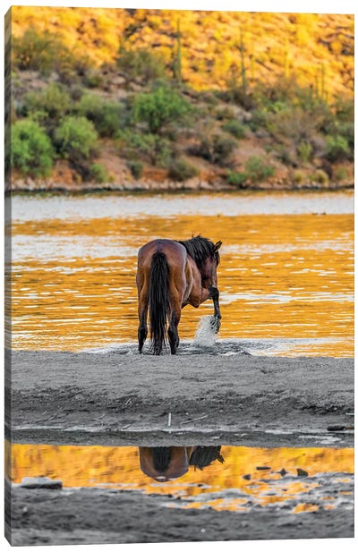 Arizona Wild Horse Playing In Water Canvas Art Print - Susan Richey