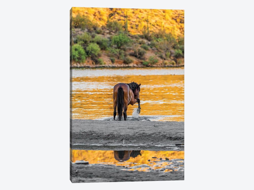 Arizona Wild Horse Playing In Water 1-piece Canvas Artwork