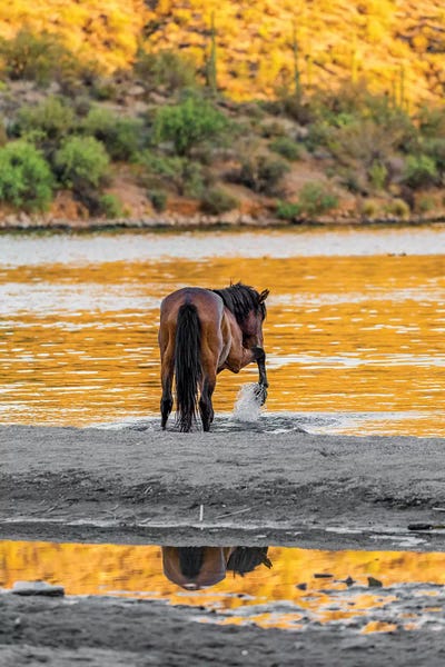 Susan Richey: Arizona Wild Horse Playing In Water by Susan Richey