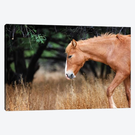 Wild Horse With Grass In Mouth Canvas Print #SMZ180} by Susan Richey Canvas Art Print