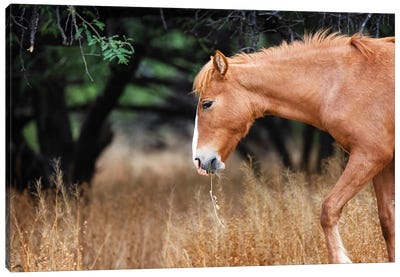 Wild Horse With Grass In Mouth Canvas Art Print - Susan Richey