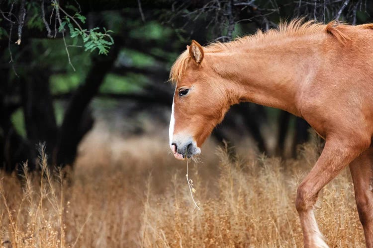 Wild Horse With Grass In Mouth