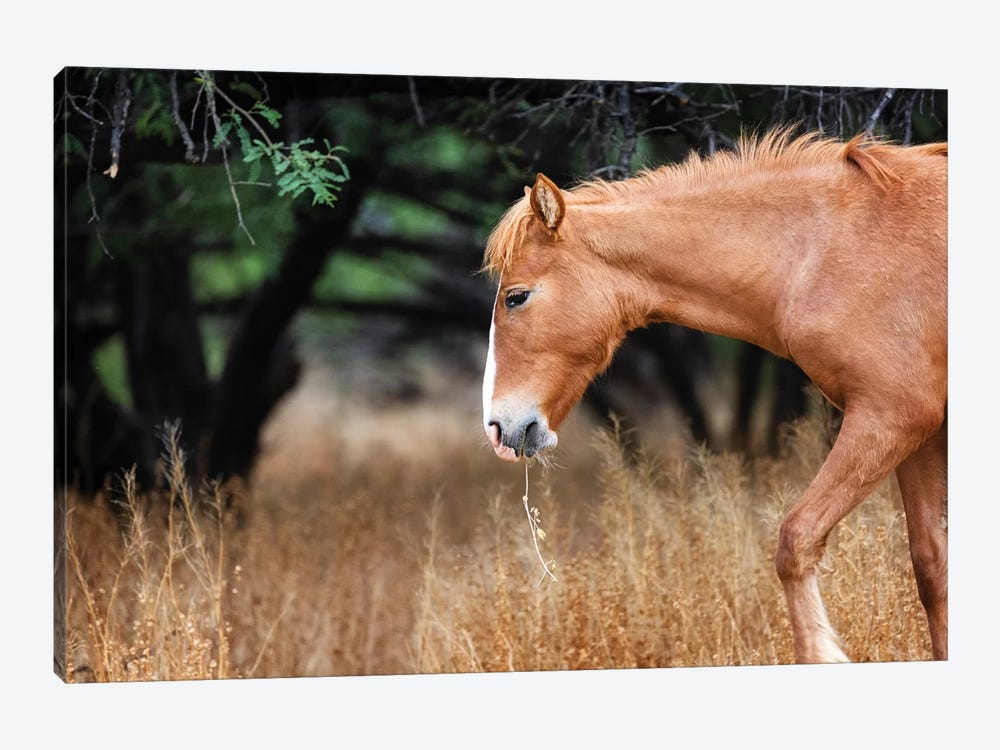 Wild Horse With Grass In Mouth by Susan Richey 1-piece Canvas Art