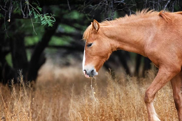 Susan Richey: Wild Horse With Grass In Mouth by Susan Richey