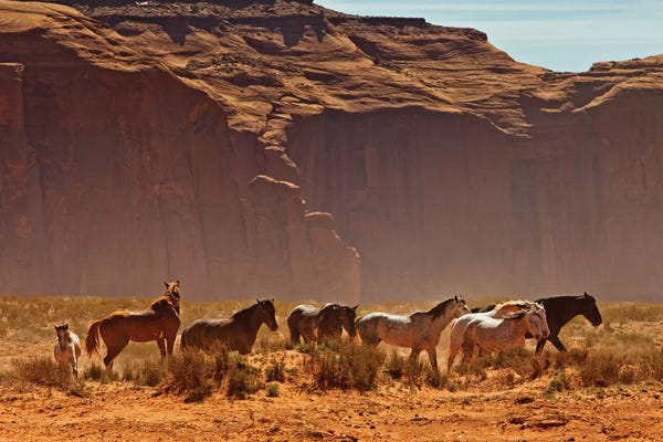 Utah: Wild Horses In Southern Utah by Susan Richey