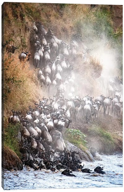 Wildebeest Climbing Up Mara River Bank Canvas Art Print - Antelope Art