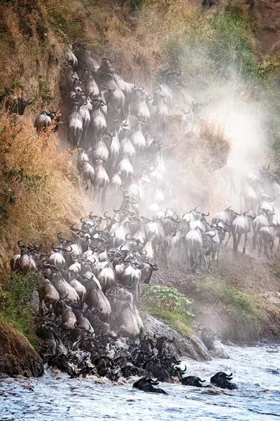 Antelopes: Wildebeest Climbing Up Mara River Bank by Susan Richey