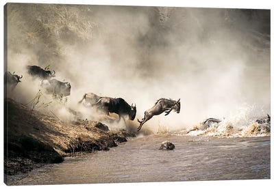 Wildebeest Leaping In Mid-Air Over Mara River Canvas Art Print