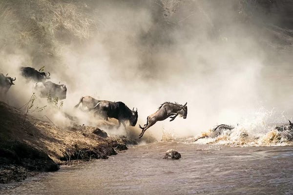 Antelopes: Wildebeest Leaping In Mid-Air Over Mara River by Susan Richey