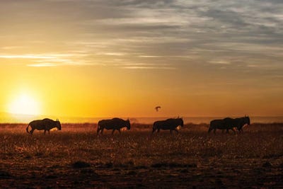 Wildebeest Walking Along The Sunset II by Susan Richey art print