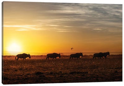 Wildebeest Walking Along The Sunset II Canvas Art Print - Susan Richey