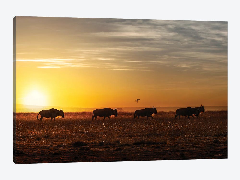Wildebeest Walking Along The Sunset II by Susan Richey 1-piece Canvas Art