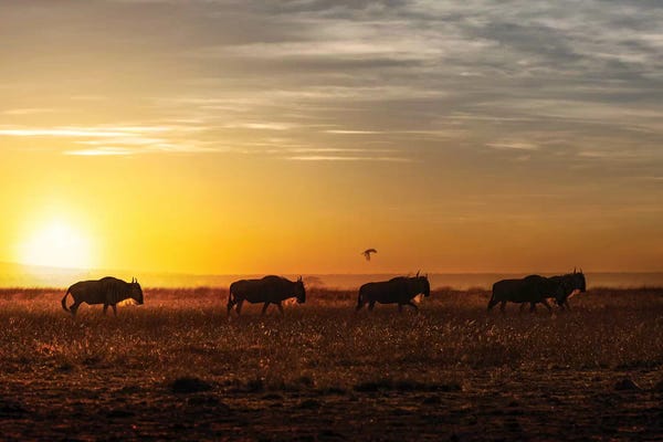 Susan Richey: Wildebeest Walking Along The Sunset II by Susan Richey