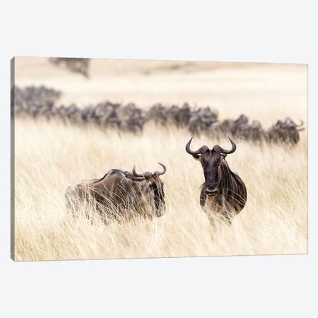 Wildebesst In Tall Grass Field In Kenya Canvas Print #SMZ185} by Susan Schmitz Canvas Art