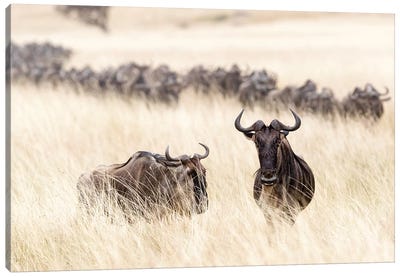 Wildebesst In Tall Grass Field In Kenya Canvas Art Print - Kenya
