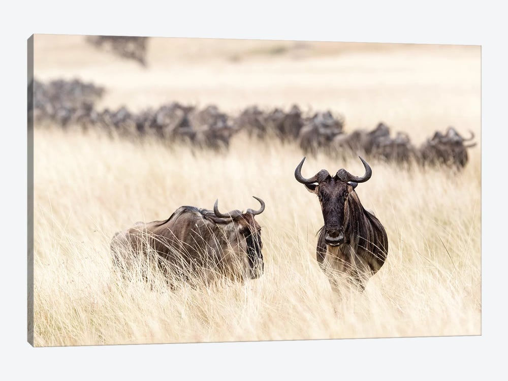 Wildebesst In Tall Grass Field In Kenya by Susan Richey 1-piece Canvas Print