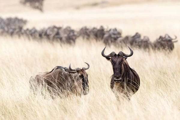 Susan Richey: Wildebesst In Tall Grass Field In Kenya by Susan Richey