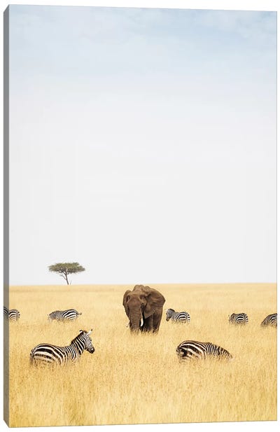 Zebra And Elephants In Kenya - Vertical Canvas Art Print - Susan Richey