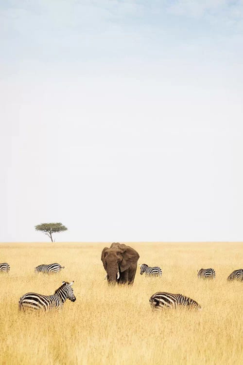 Zebra And Elephants In Kenya - Vertical