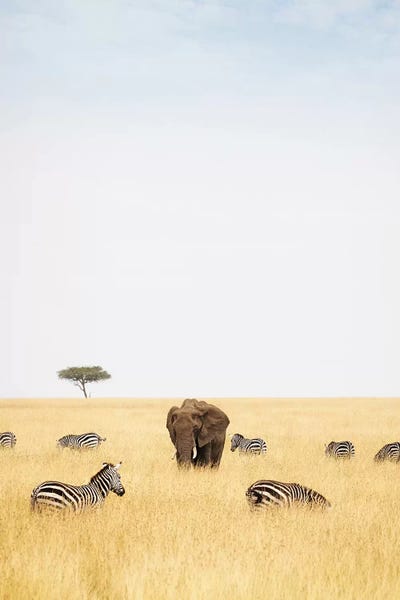 Susan Richey: Zebra And Elephants In Kenya - Vertical by Susan Richey
