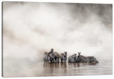 Zebra Drinking In The Mara Canvas Art Print - Maasai Mara National Reserve