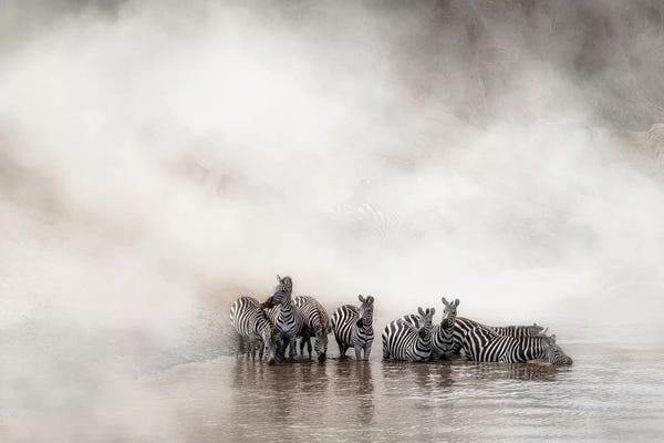 Maasai Mara National Reserve: Zebra Drinking In The Mara by Susan Richey