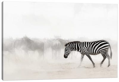 Zebra In Dust Of Africa III Canvas Art Print - Zebra Art
