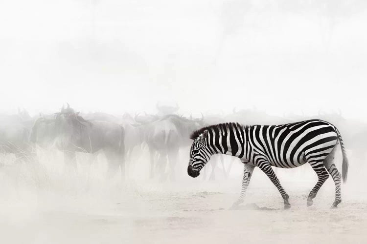 Zebra In Dust Of Africa III
