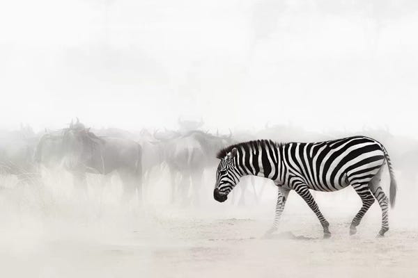 Zebra In Dust Of Africa III