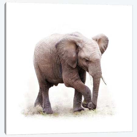 Baby African Elephant Isolated On White Canvas Print #SMZ18} by Susan Schmitz Canvas Print